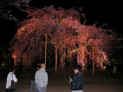 夜の舞台桜.jpg