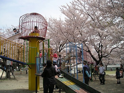 桜の木.jpg