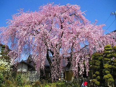黄梅院の桜.jpg